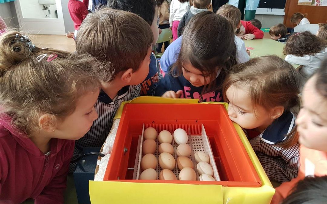 Proyecto «Los pollitos» – Infantil 3 años