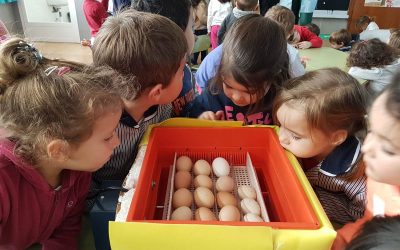 Proyecto «Los pollitos» – Infantil 3 años